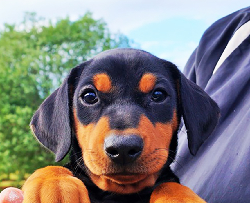 Pinscher * Xélanc Young Yezzie 7 veckor